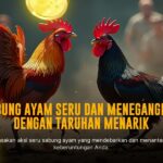 Mengenal SV388: Platform Sabung Ayam Online Terpercaya