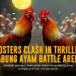 Mengenal Ayam Bangkok: Primadona Sabung Ayam SV388