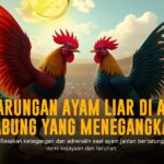 Mengenal Ayam Bangkok: Raja Sabung Ayam yang Tak Terkalahkan
