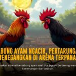 Mengenal Ayam Bangkok: Raja Sabung Ayam yang Tak Tertandingi