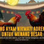 Membedah SV388: Pintar Bertaruh di Sabung Ayam Online