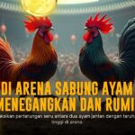 Kenali Jenis Ayam Bangkok Asli untuk Sabung Ayam SV388