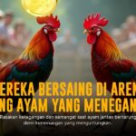 Rahasia Kemenangan Sabung Ayam SV388 yang Jarang Diketahui