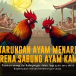 Ungkap Keunggulan Ayam Bangkok di Dunia Sabung Ayam SV388