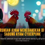 Mengenal Keunikan Ayam Bangkok Dalam Sabung Ayam SV388