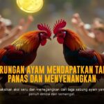 Mengupas SV388: Platform Sabung Ayam Paling Diminati
