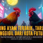 Mengenal Ayam Bangkok: Raja Sabung Ayam yang Mendunia