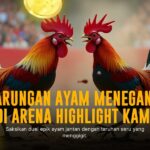 Mengenal Lebih Dekat Ayam Bangkok, Raja Sabung Ayam